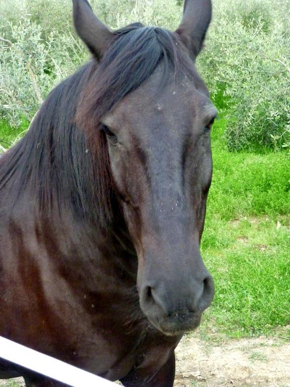 Agriturismo Apparita Montecastelli Pisano Eksteriør billede